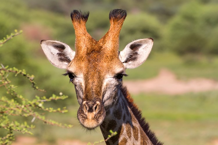 Giraffe in Marakele National Park, Zuid-Afrika